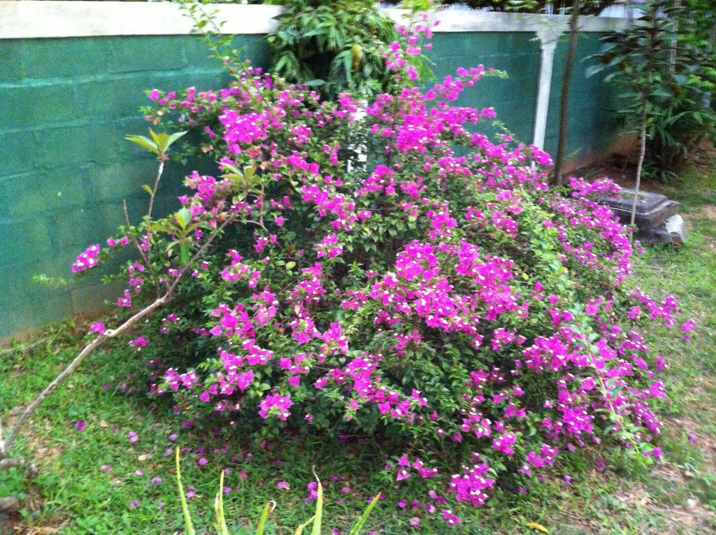 Sugandi Inn Kochchikade المظهر الخارجي الصورة